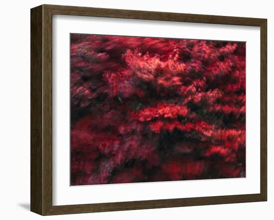 Red Splash-Art Wolfe-Framed Photographic Print