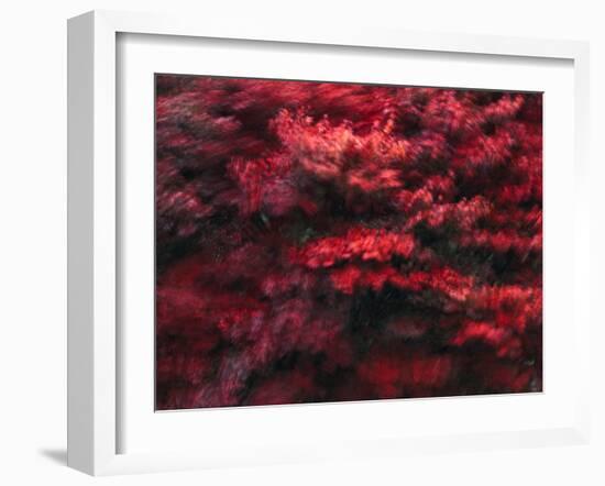 Red Splash-Art Wolfe-Framed Photographic Print