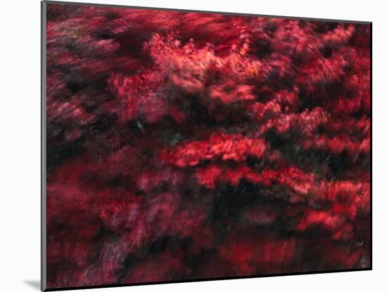 Red Splash-Art Wolfe-Mounted Photographic Print