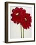 Red Splendor 2-Soraya Chemaly-Framed Giclee Print