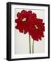 Red Splendor 2-Soraya Chemaly-Framed Giclee Print