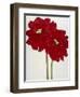 Red Splendor 2-Soraya Chemaly-Framed Giclee Print