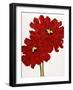 Red Splendor I-Soraya Chemaly-Framed Premium Giclee Print