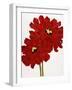 Red Splendor I-Soraya Chemaly-Framed Premium Giclee Print