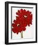 Red Splendor I-Soraya Chemaly-Framed Giclee Print