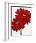 Red Splendor I-Soraya Chemaly-Framed Giclee Print