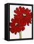 Red Splendor I-Soraya Chemaly-Framed Stretched Canvas