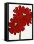 Red Splendor I-Soraya Chemaly-Framed Stretched Canvas