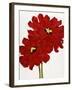 Red Splendor I-Soraya Chemaly-Framed Giclee Print