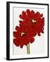 Red Splendor I-Soraya Chemaly-Framed Giclee Print