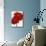 Red Splendor I-Soraya Chemaly-Mounted Giclee Print displayed on a wall