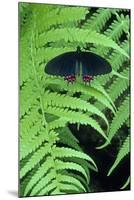 Red-spotted cattleheart butterfly, Wings of Wonder Butterfly Conservatory, Cypress Gardens, Florida-null-Mounted Premium Photographic Print