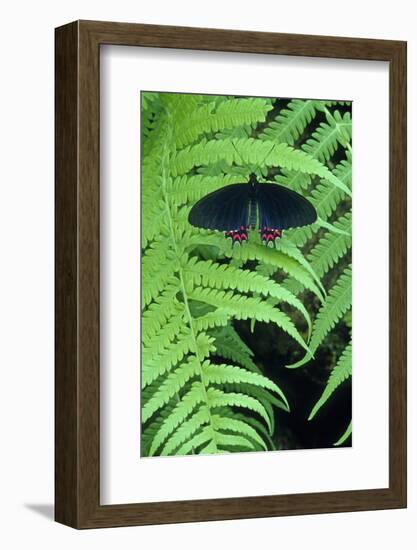 Red-spotted cattleheart butterfly, Wings of Wonder Butterfly Conservatory, Cypress Gardens, Florida-null-Framed Photographic Print