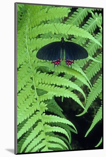Red-spotted cattleheart butterfly, Wings of Wonder Butterfly Conservatory, Cypress Gardens, Florida-null-Mounted Photographic Print