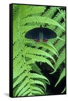 Red-spotted cattleheart butterfly, Wings of Wonder Butterfly Conservatory, Cypress Gardens, Florida-null-Framed Stretched Canvas