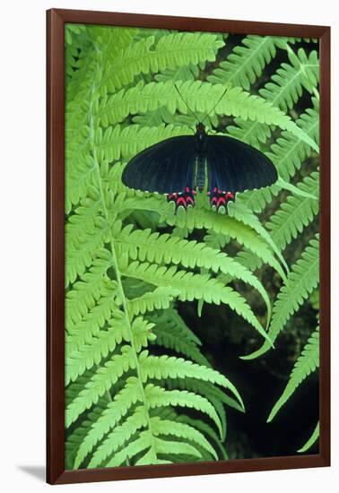 Red-spotted cattleheart butterfly, Wings of Wonder Butterfly Conservatory, Cypress Gardens, Florida-null-Framed Photographic Print