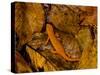 Red-Spotted Newt or Eastern Newt, Salamander, Bennington, Vermont, USA-Joe Restuccia III-Stretched Canvas