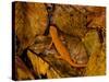 Red-Spotted Newt or Eastern Newt, Salamander, Bennington, Vermont, USA-Joe Restuccia III-Stretched Canvas