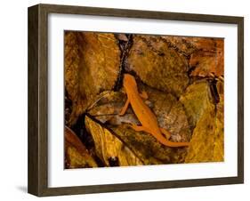 Red-Spotted Newt or Eastern Newt, Salamander, Bennington, Vermont, USA-Joe Restuccia III-Framed Photographic Print