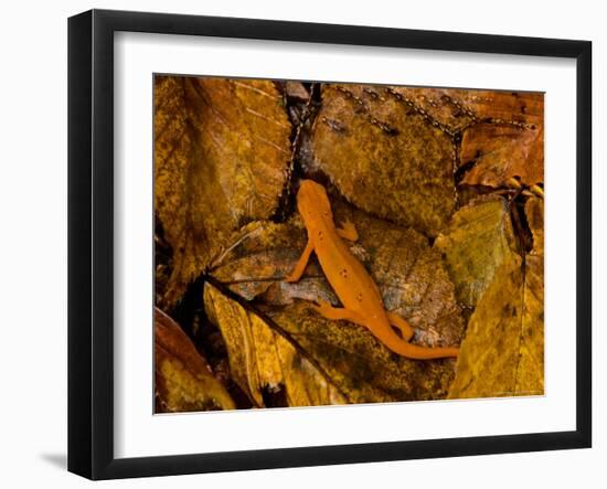 Red-Spotted Newt or Eastern Newt, Salamander, Bennington, Vermont, USA-Joe Restuccia III-Framed Photographic Print