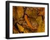 Red-Spotted Newt or Eastern Newt, Salamander, Bennington, Vermont, USA-Joe Restuccia III-Framed Photographic Print