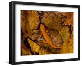 Red-Spotted Newt or Eastern Newt, Salamander, Bennington, Vermont, USA-Joe Restuccia III-Framed Photographic Print