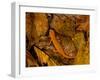 Red-Spotted Newt or Eastern Newt, Salamander, Bennington, Vermont, USA-Joe Restuccia III-Framed Photographic Print