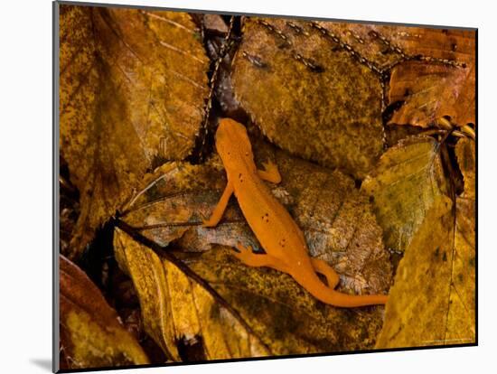 Red-Spotted Newt or Eastern Newt, Salamander, Bennington, Vermont, USA-Joe Restuccia III-Mounted Photographic Print