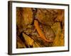 Red-Spotted Newt or Eastern Newt, Salamander, Bennington, Vermont, USA-Joe Restuccia III-Framed Photographic Print