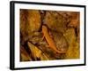 Red-Spotted Newt or Eastern Newt, Salamander, Bennington, Vermont, USA-Joe Restuccia III-Framed Photographic Print