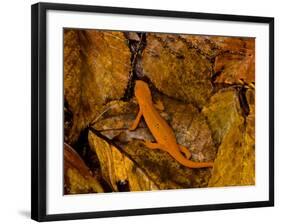 Red-Spotted Newt or Eastern Newt, Salamander, Bennington, Vermont, USA-Joe Restuccia III-Framed Photographic Print