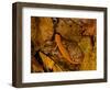 Red-Spotted Newt or Eastern Newt, Salamander, Bennington, Vermont, USA-Joe Restuccia III-Framed Photographic Print