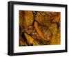 Red-Spotted Newt or Eastern Newt, Salamander, Bennington, Vermont, USA-Joe Restuccia III-Framed Photographic Print