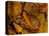 Red-Spotted Newt or Eastern Newt, Salamander, Bennington, Vermont, USA-Joe Restuccia III-Stretched Canvas