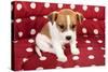 Red Spotted Pet Bed With Little Jack Russel Puppy-Ivonnewierink-Stretched Canvas