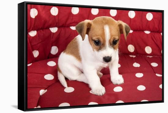 Red Spotted Pet Bed With Little Jack Russel Puppy-Ivonnewierink-Framed Stretched Canvas