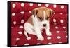 Red Spotted Pet Bed With Little Jack Russel Puppy-Ivonnewierink-Framed Stretched Canvas