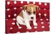 Red Spotted Pet Bed With Little Jack Russel Puppy-Ivonnewierink-Stretched Canvas