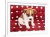 Red Spotted Pet Bed With Little Jack Russel Puppy-Ivonnewierink-Framed Photographic Print