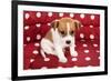 Red Spotted Pet Bed With Little Jack Russel Puppy-Ivonnewierink-Framed Photographic Print