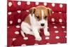 Red Spotted Pet Bed With Little Jack Russel Puppy-Ivonnewierink-Mounted Photographic Print