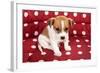 Red Spotted Pet Bed With Little Jack Russel Puppy-Ivonnewierink-Framed Photographic Print