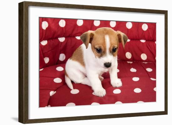 Red Spotted Pet Bed With Little Jack Russel Puppy-Ivonnewierink-Framed Photographic Print