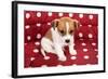 Red Spotted Pet Bed With Little Jack Russel Puppy-Ivonnewierink-Framed Photographic Print