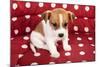 Red Spotted Pet Bed With Little Jack Russel Puppy-Ivonnewierink-Mounted Photographic Print