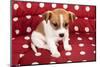 Red Spotted Pet Bed With Little Jack Russel Puppy-Ivonnewierink-Mounted Photographic Print