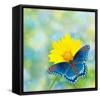 Red-Spotted Purple Admiral On Yellow Coreopsis Flower-Sari ONeal-Framed Stretched Canvas