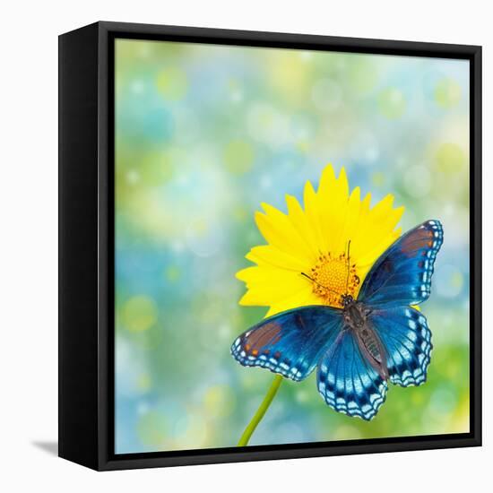 Red-Spotted Purple Admiral On Yellow Coreopsis Flower-Sari ONeal-Framed Stretched Canvas
