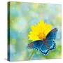 Red-Spotted Purple Admiral On Yellow Coreopsis Flower-Sari ONeal-Stretched Canvas