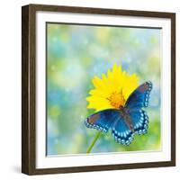 Red-Spotted Purple Admiral On Yellow Coreopsis Flower-Sari ONeal-Framed Photographic Print